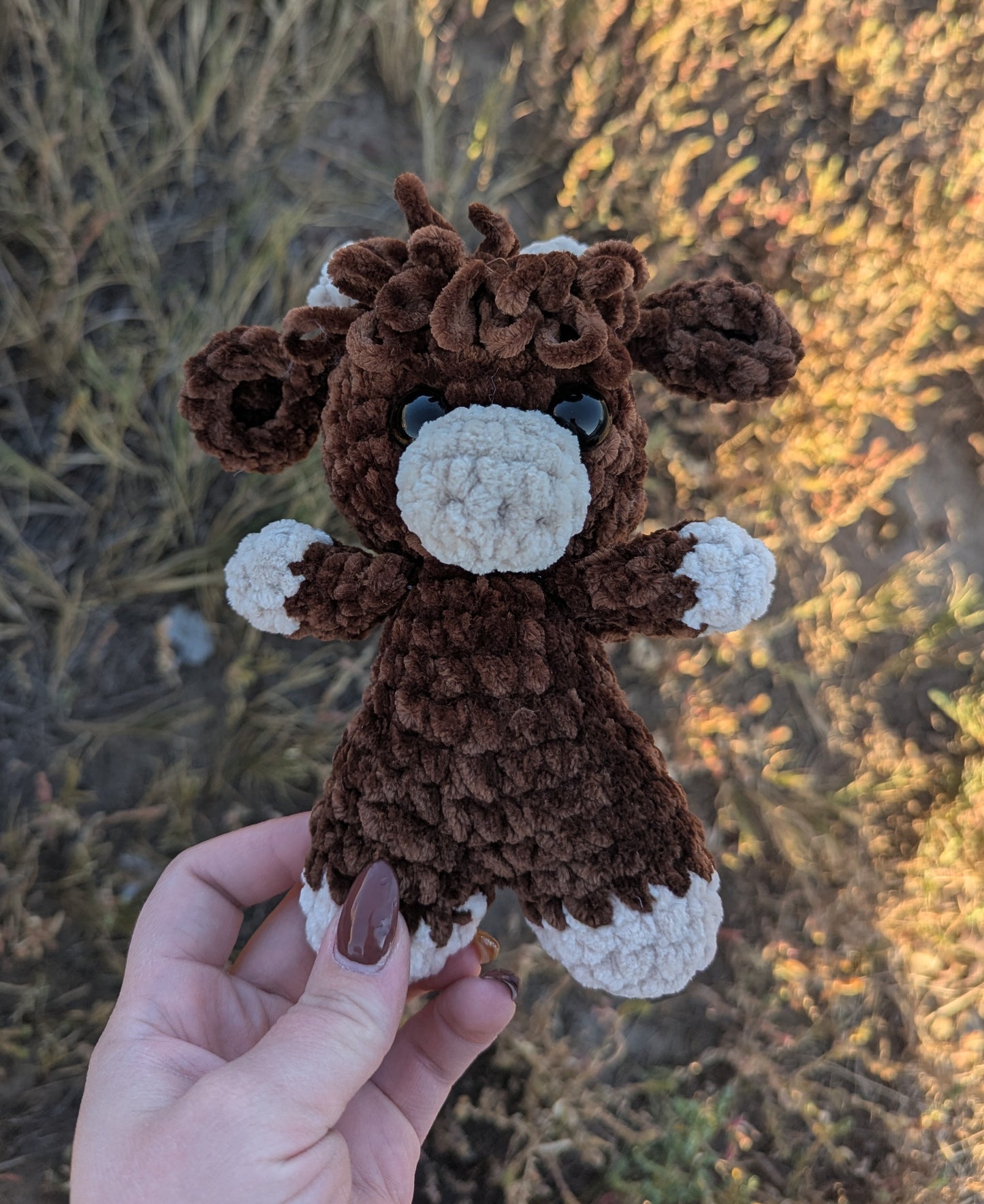 Highland cow